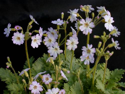 Primula filchnerae Image