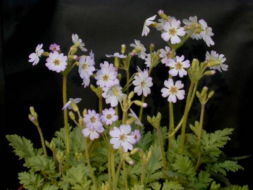 Primula filchnerae Image