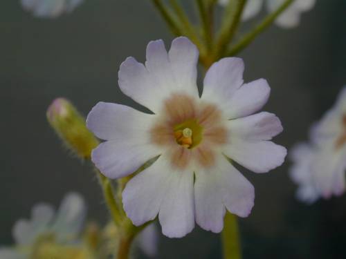 Primula filchnerae Image