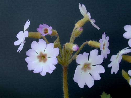 Primula filchnerae Image