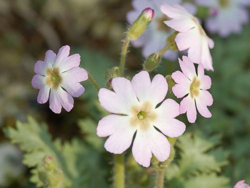 Primula filchnerae Image