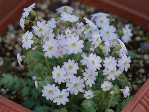 Primula filchnerae Image