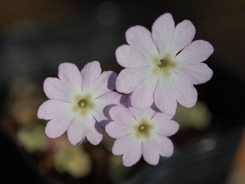 Primula filchnerae Image