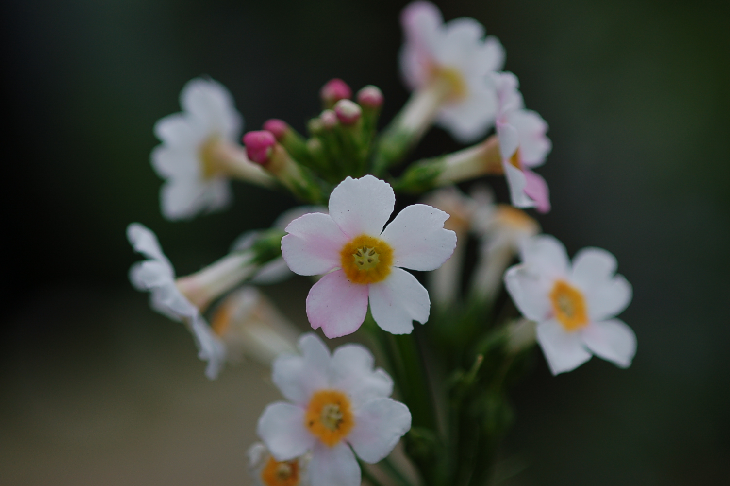 Primula japonica Image