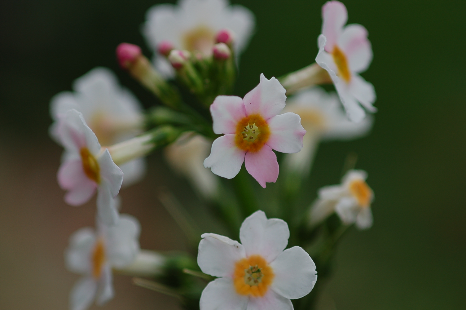 Primula japonica Image