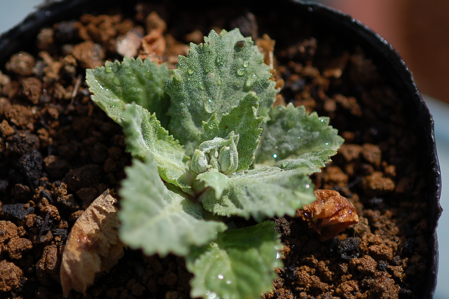 Primula x kewensis Image