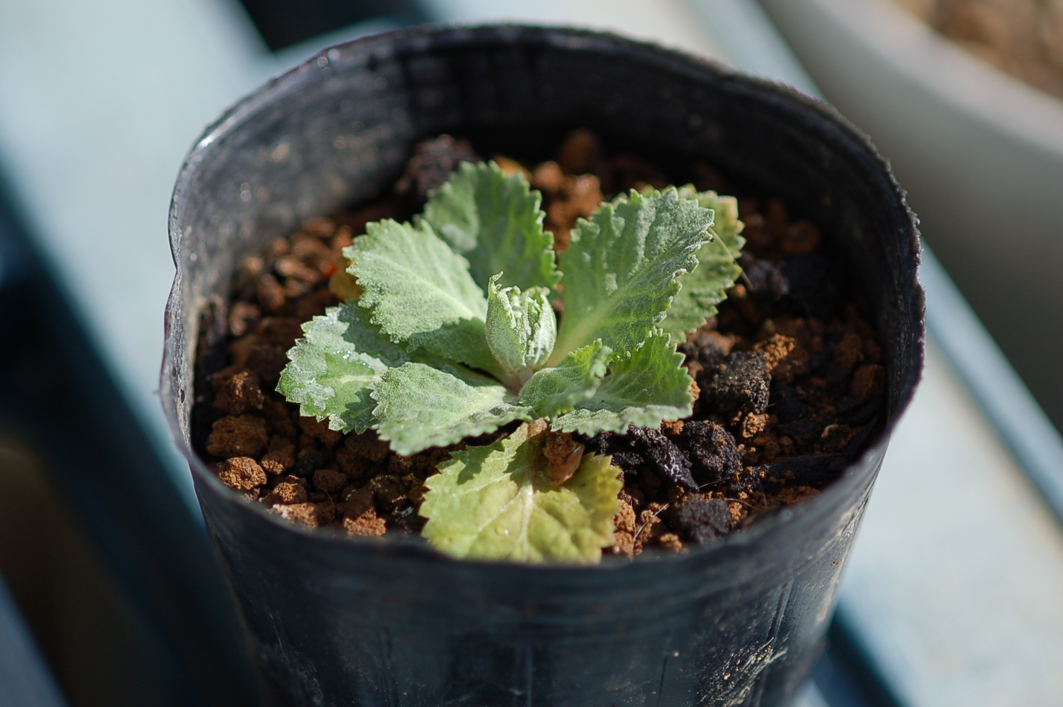 Primula x kewensis Image