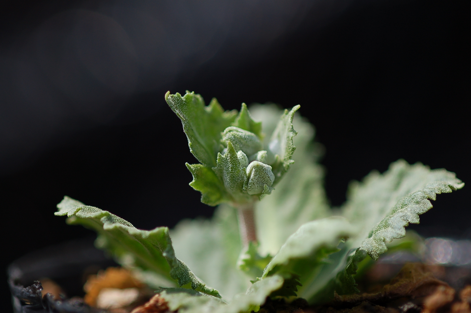 Primula x kewensis Image