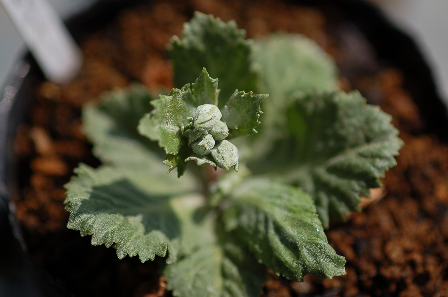 Primula x kewensis Image