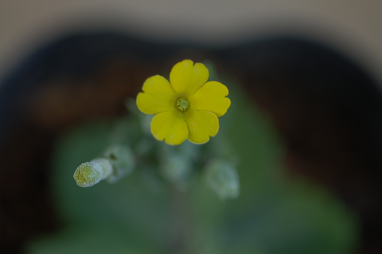 Primula x kewensis Image