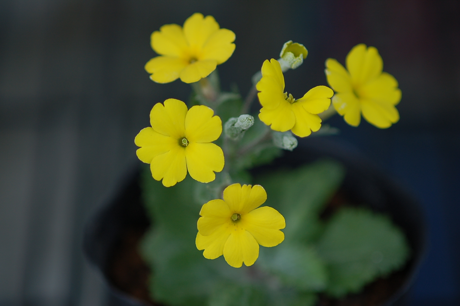 Primula x kewensis Image