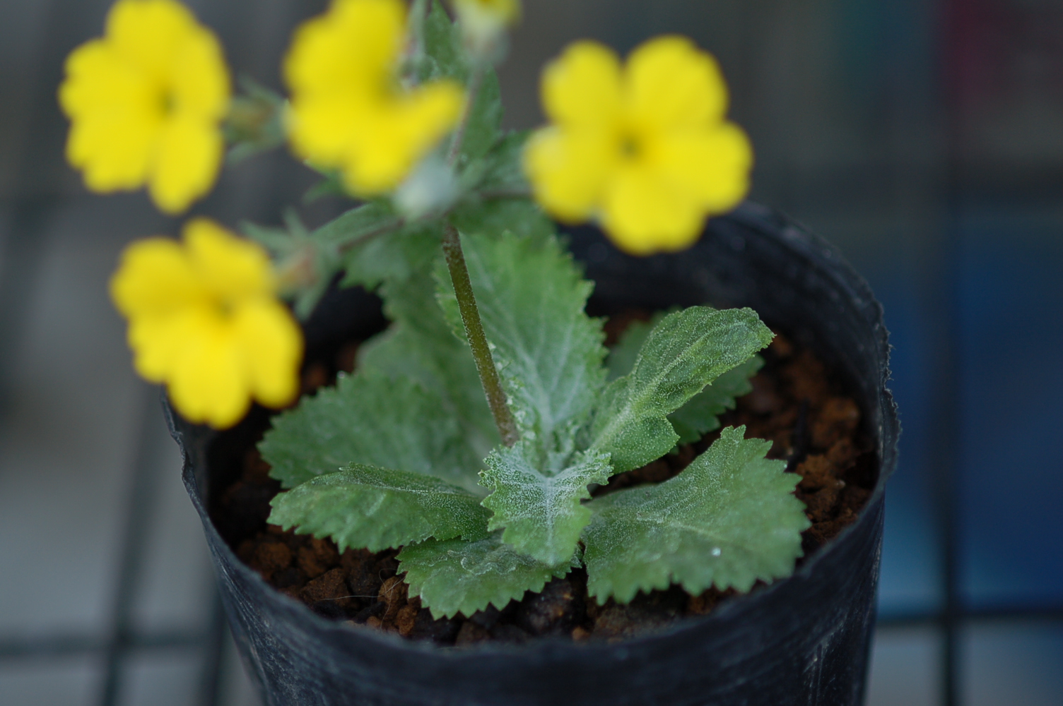 Primula x kewensis Image