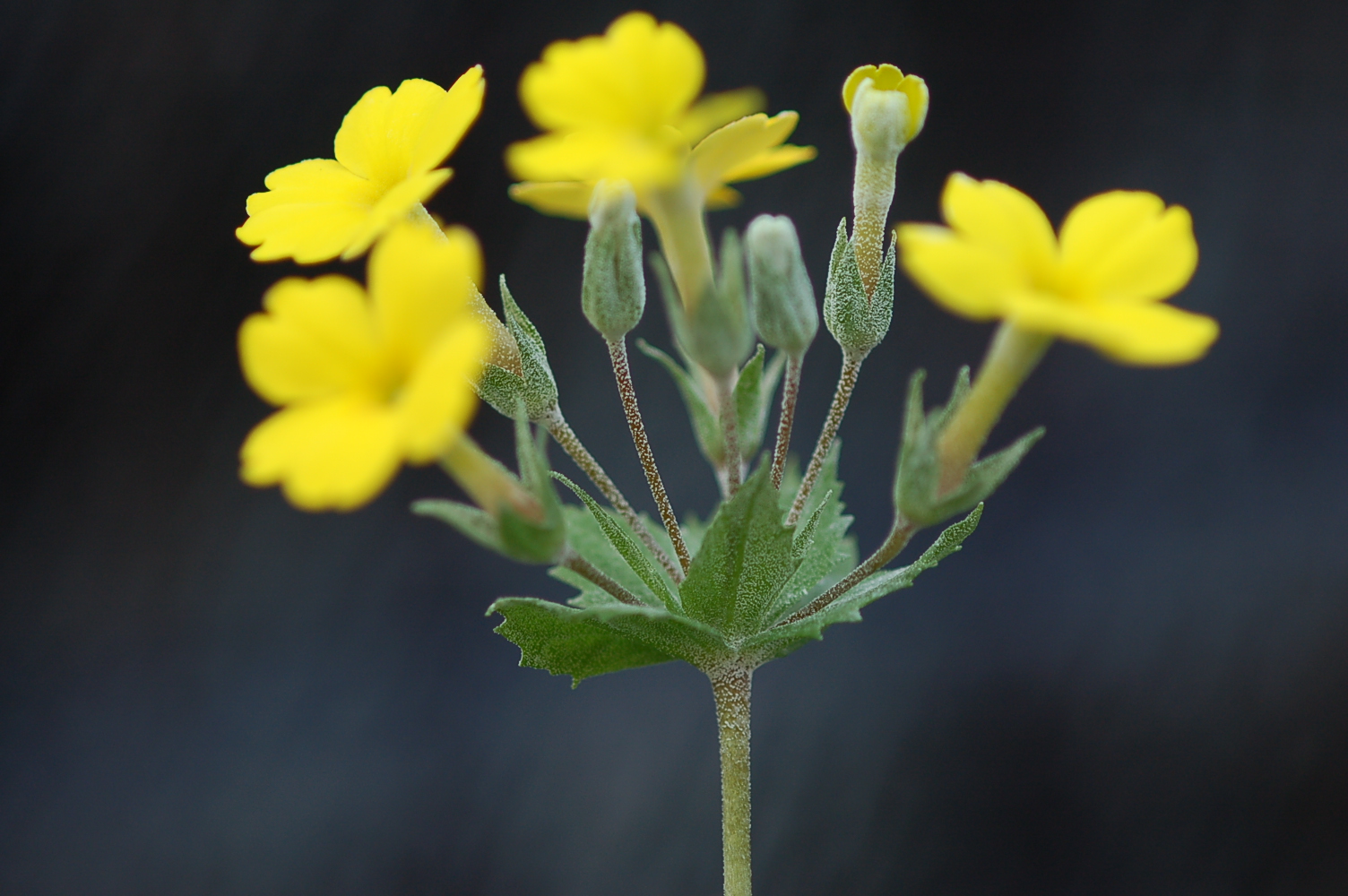 Primula x kewensis Image
