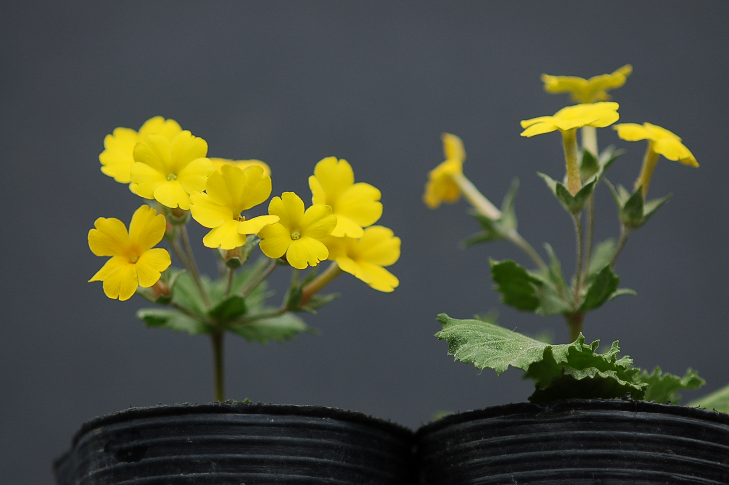 Primula x kewensis Image