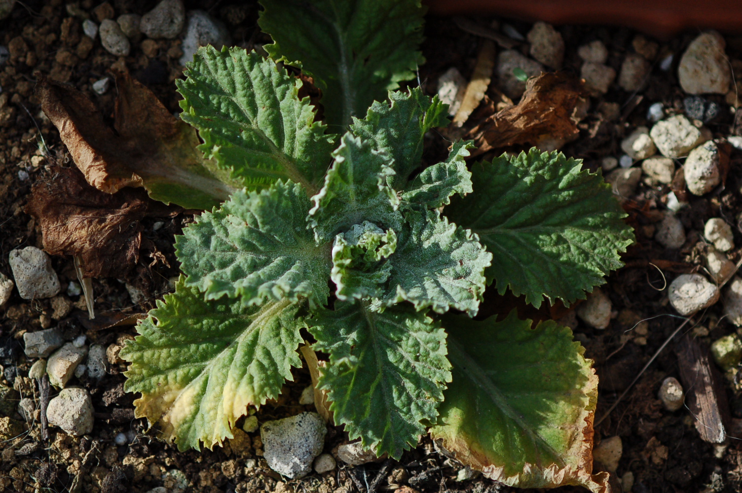 Primula x kewensis Image