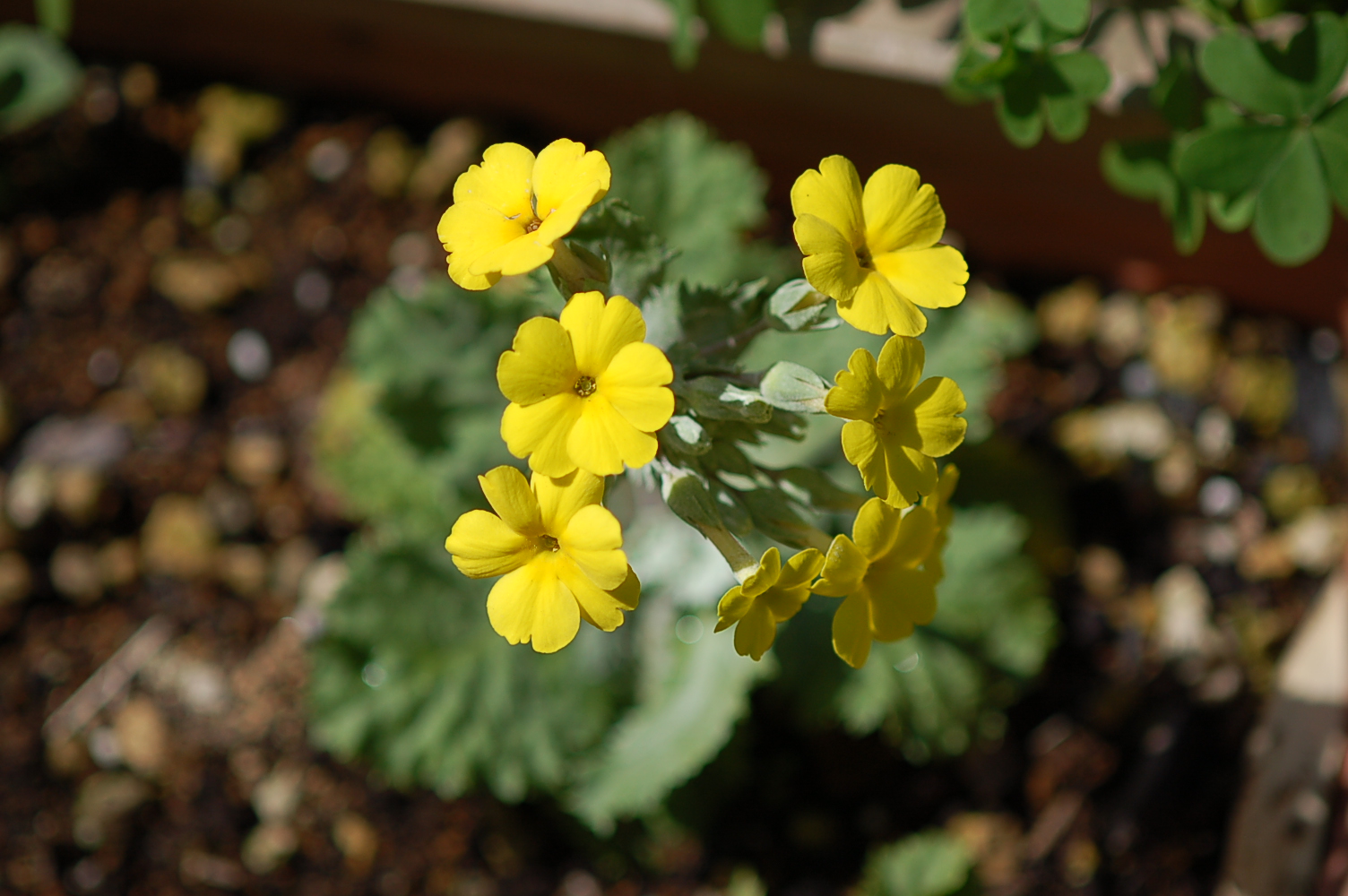 Primula x kewensis Image