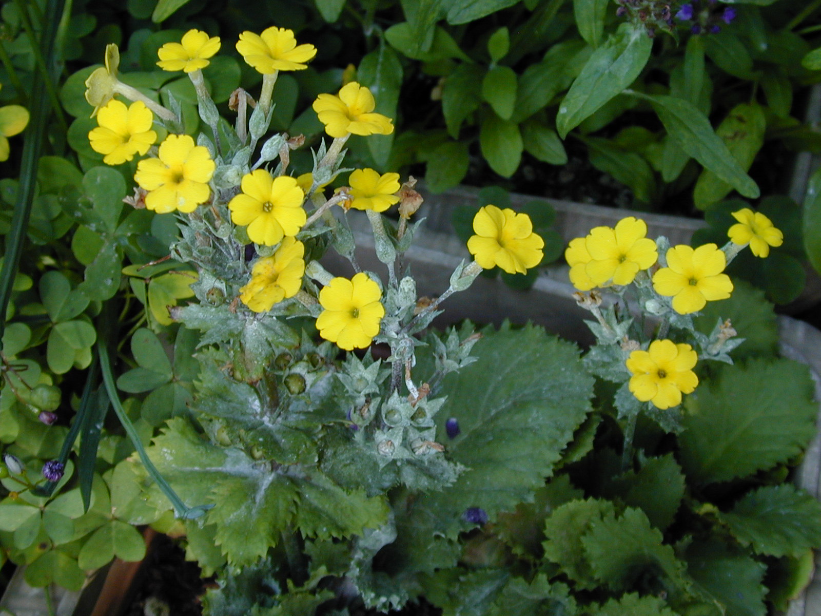 Primula x kewensis Image