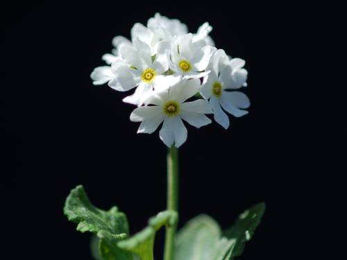 Primula modesta var. fauriae Albiflora Nemuro Image
