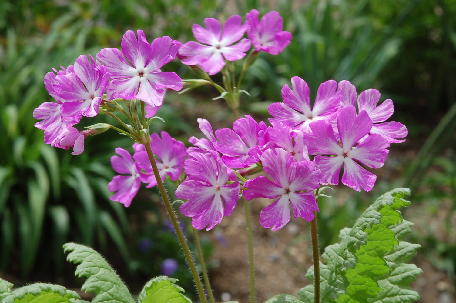 Primula sieboldii '七賢人' image