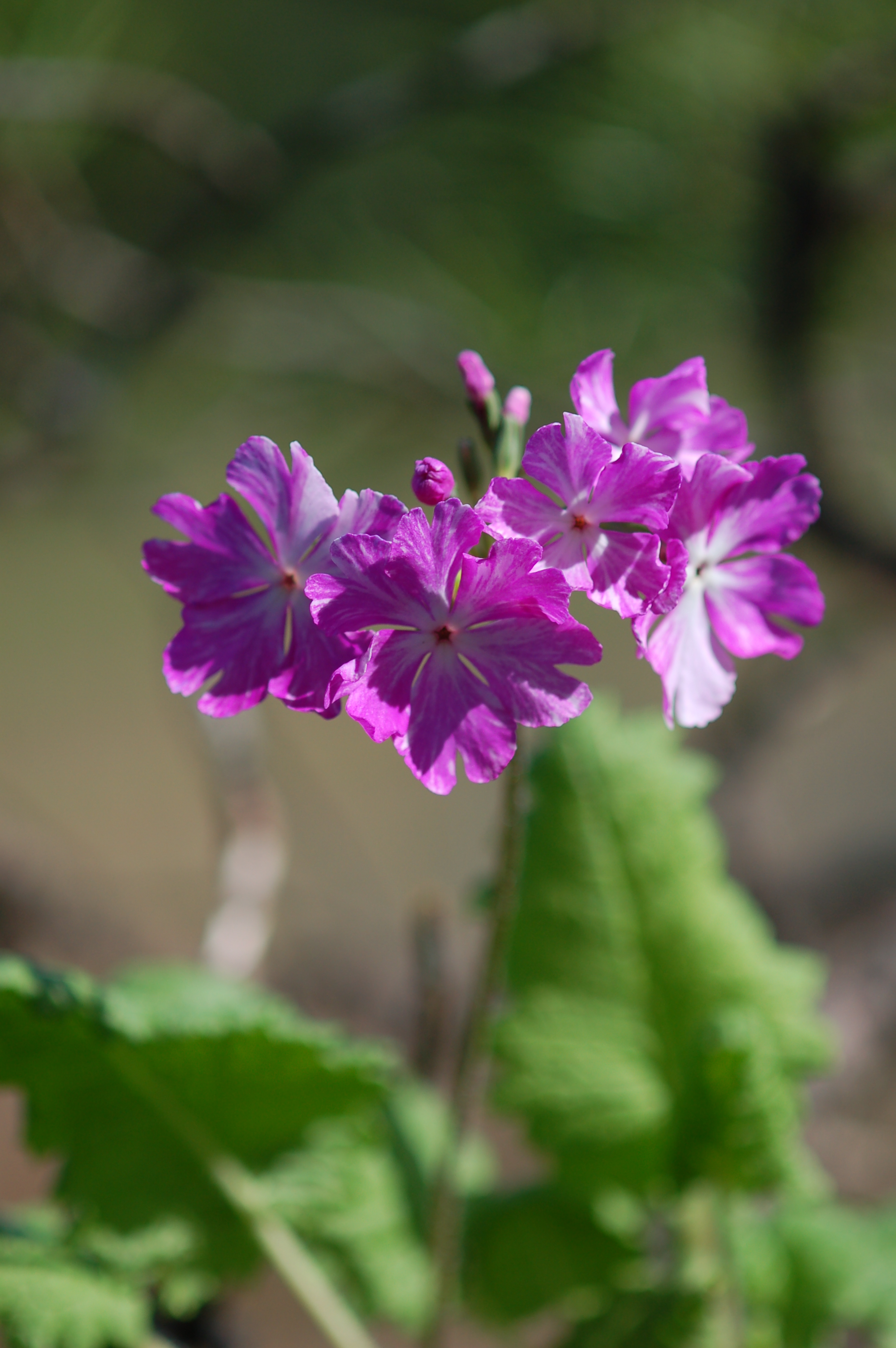 p_s_7-Kenjin image 7