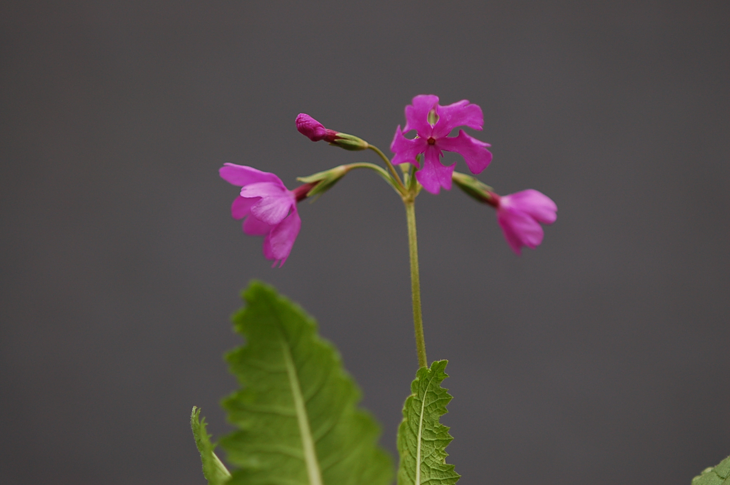 Primula sieboldii 'Hi-no-Koromo' image