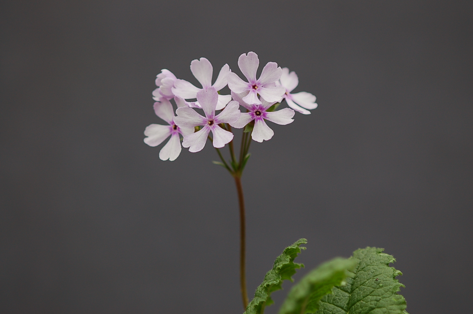 Primula sieboldii 'Janomegasa' image