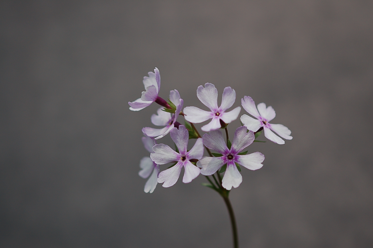 p_s_Janomegasa image 5