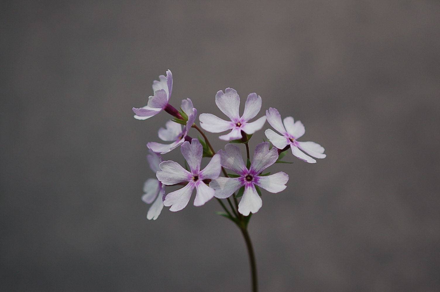 p_s_Janomegasa image 6