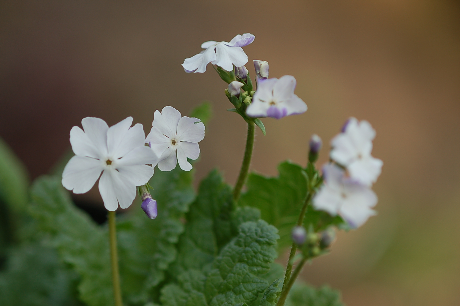 p_s_Kihi-no-Yume image 1