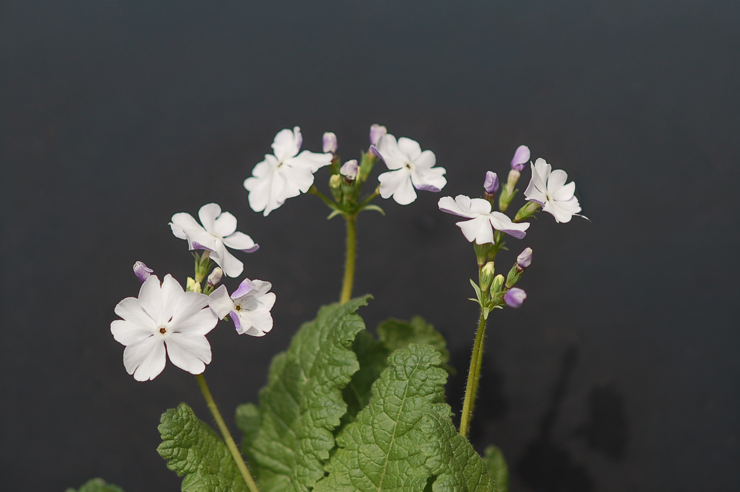 p_s_Kihi-no-Yume image 3