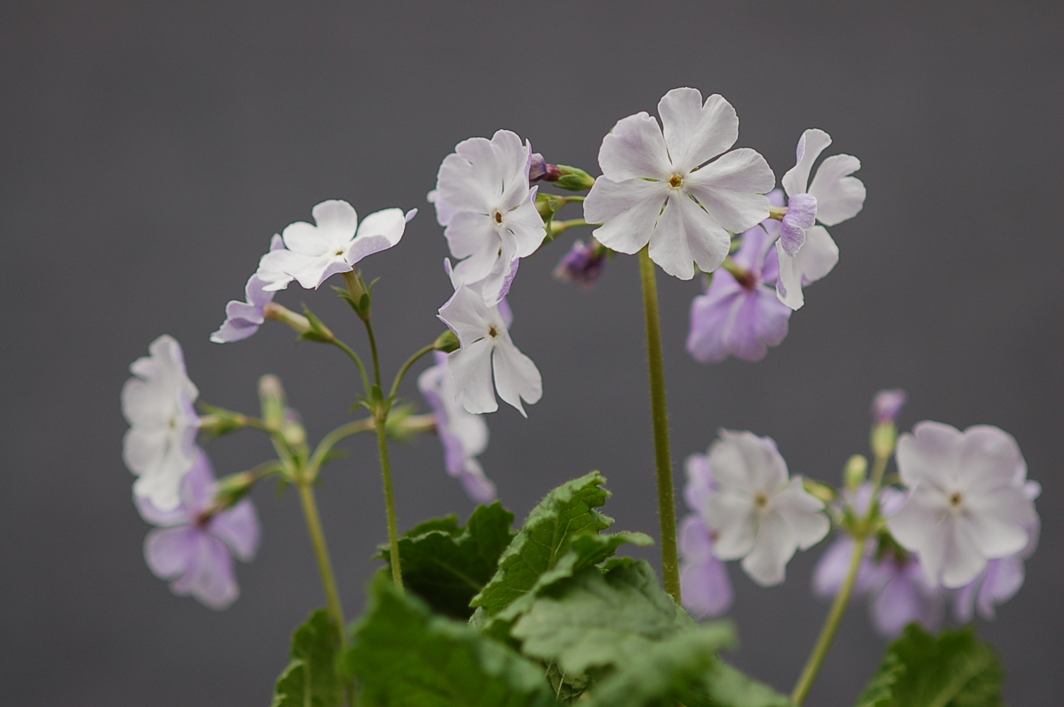 p_s_Kihi-no-Yume image 5