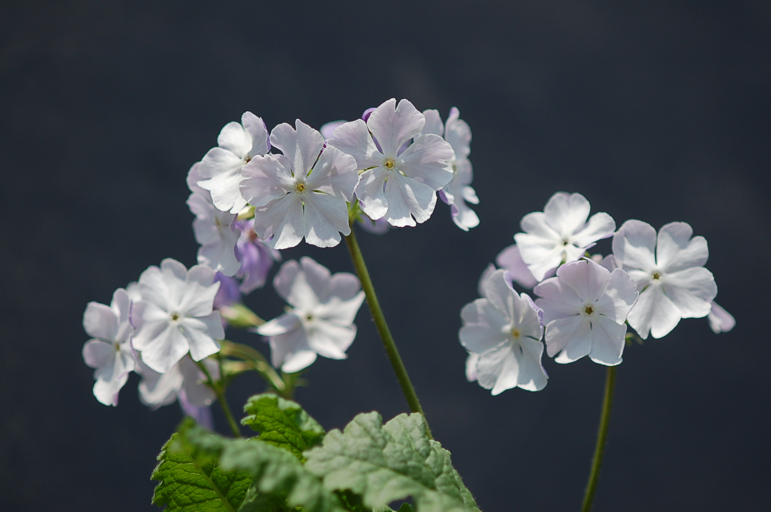 p_s_Kihi-no-Yume image 6