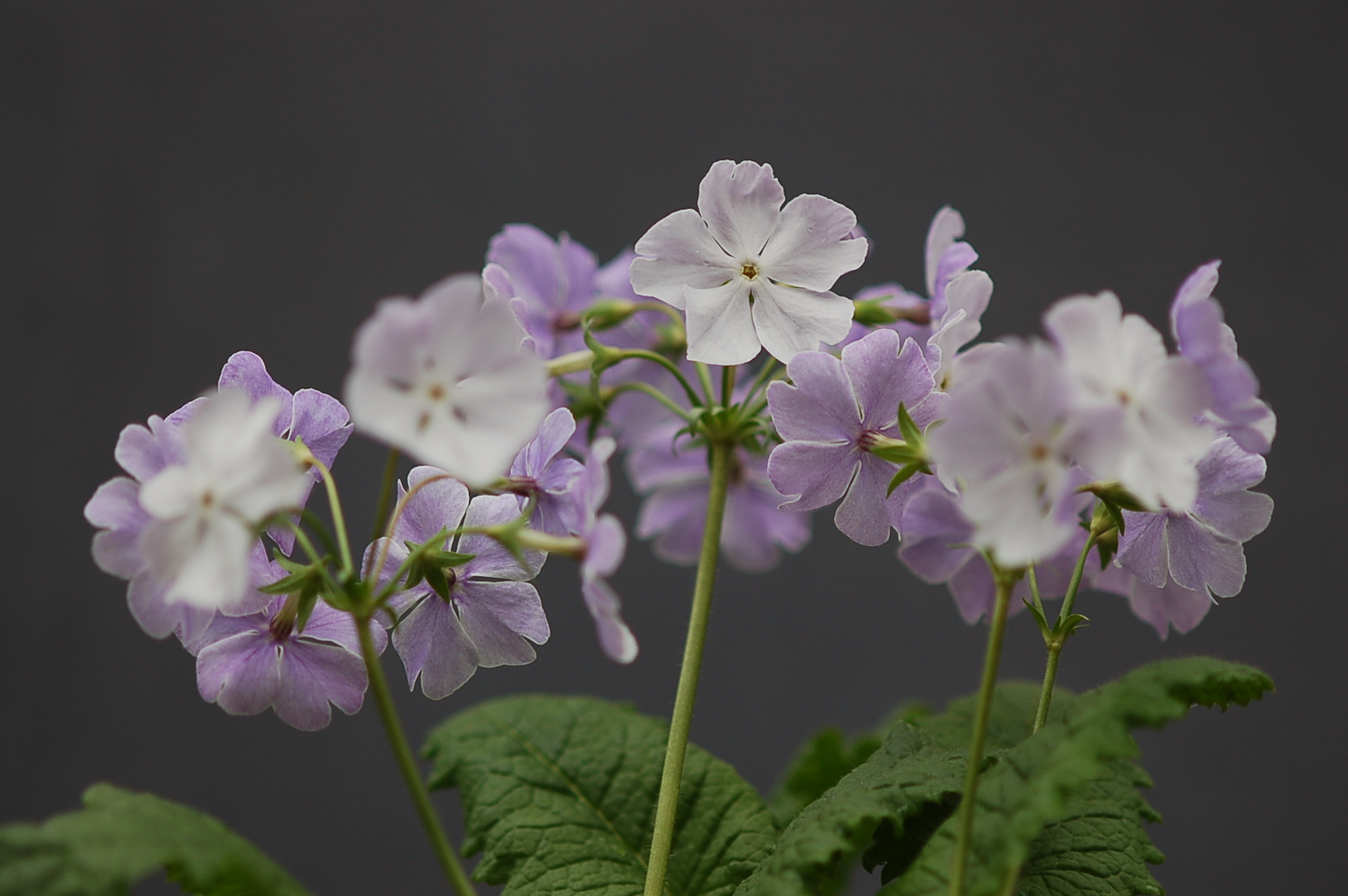 p_s_Kihi-no-Yume image 6