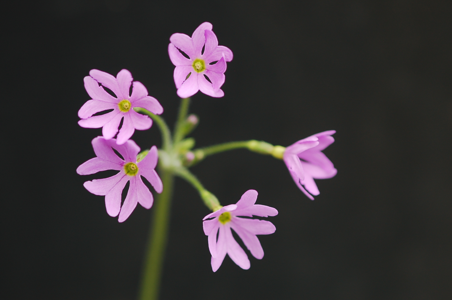 primula saxatilis image