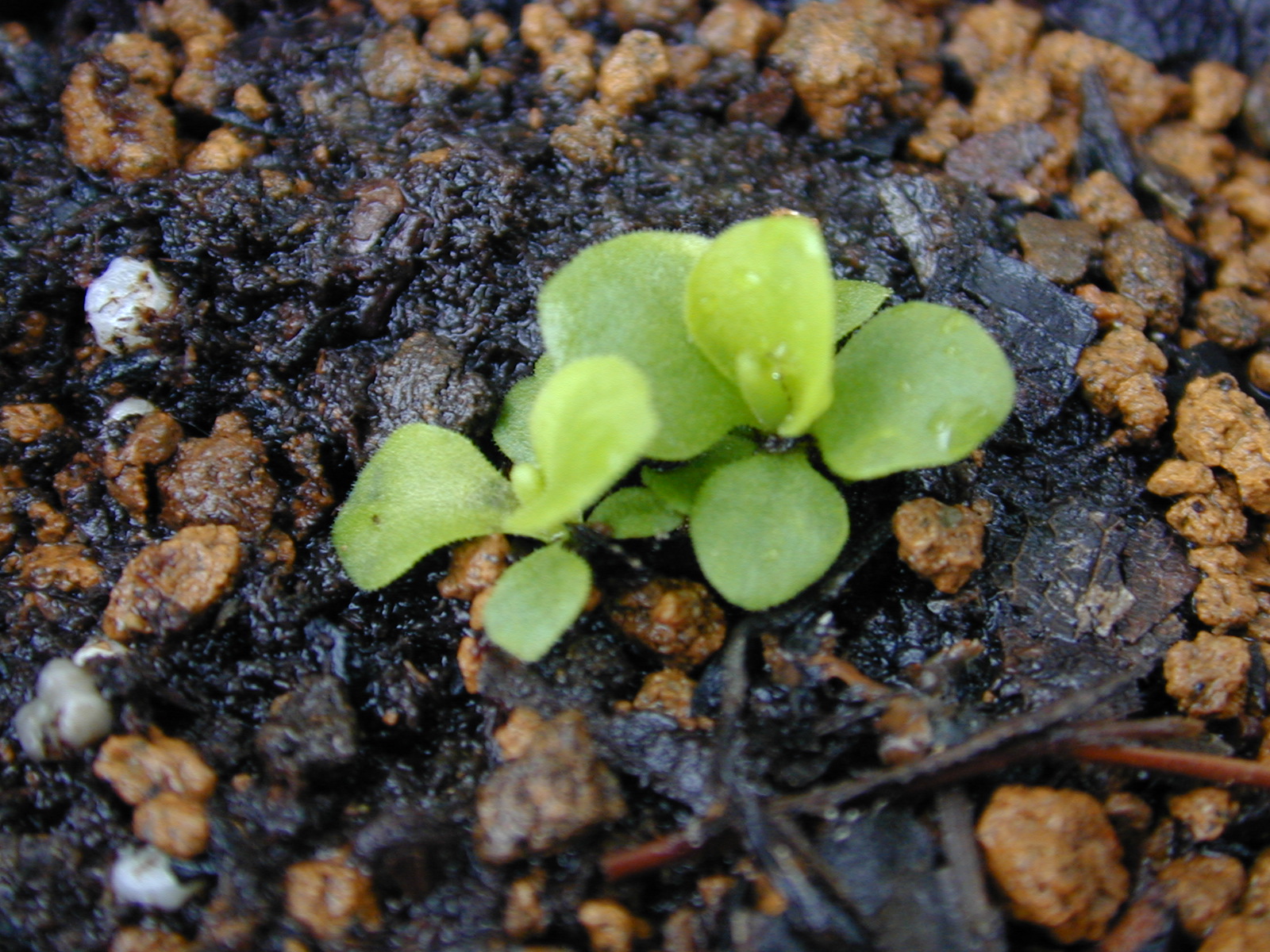 primula pubescens image 3