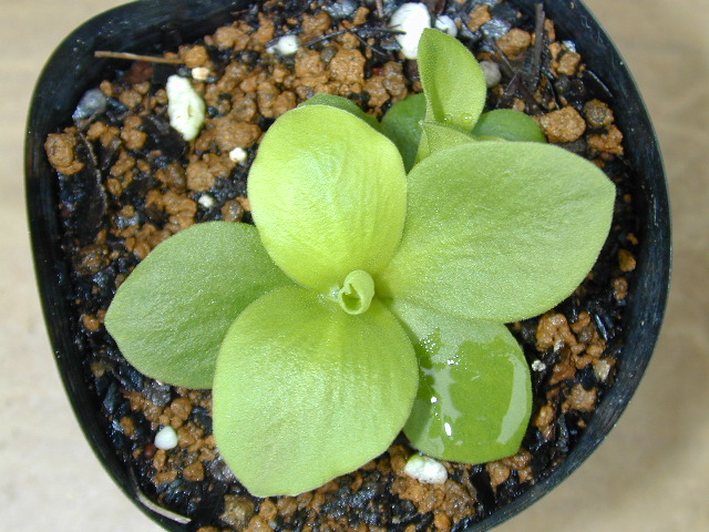 Primula x pubescens Image