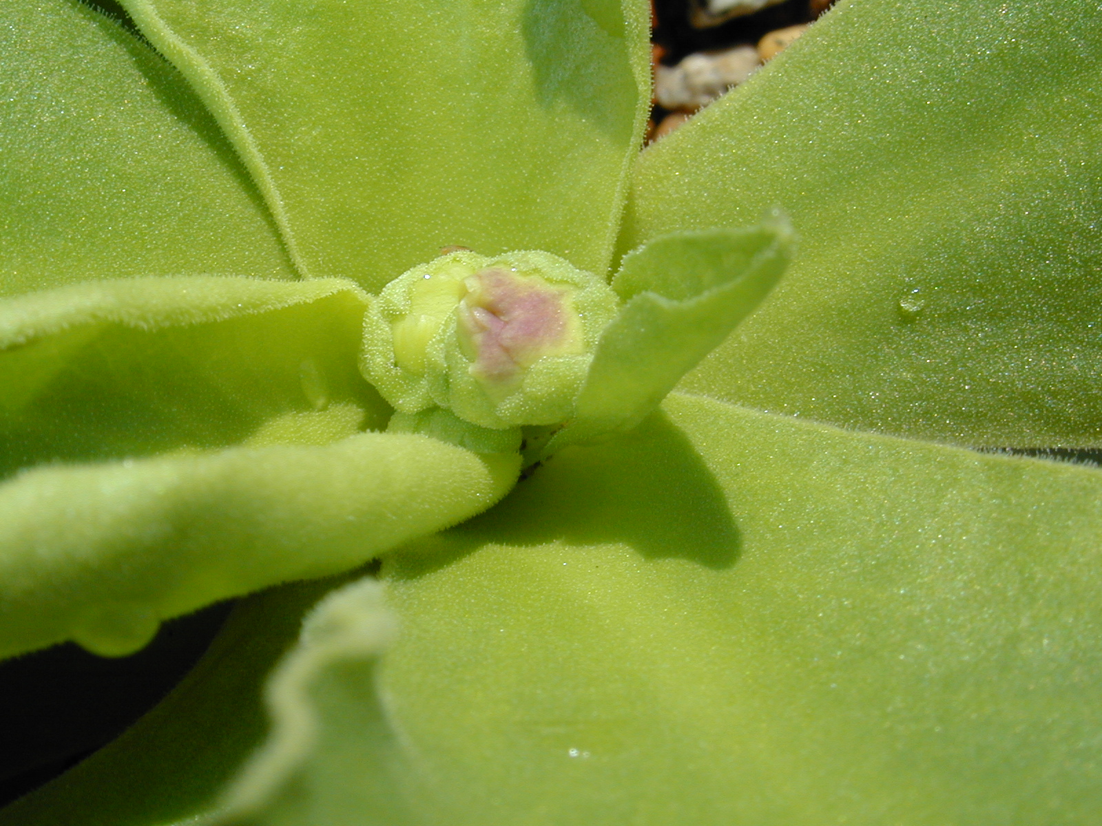 primula pubescens image 9