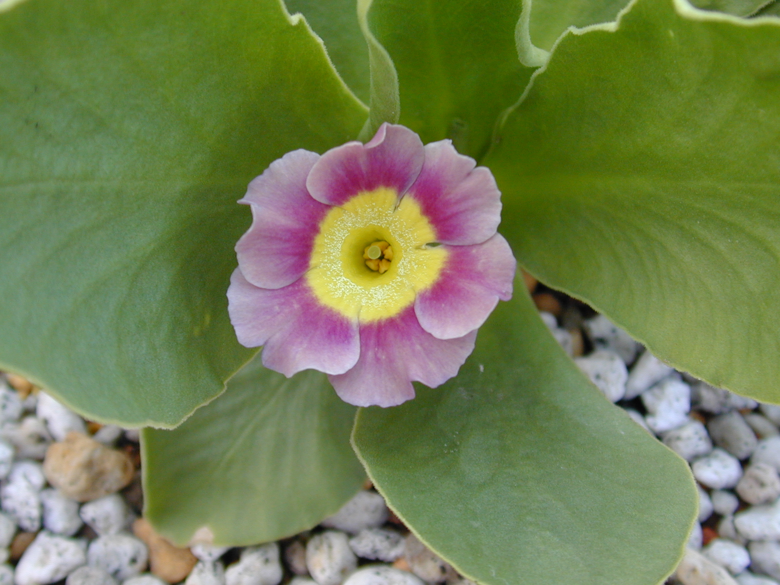 Primula x pubescens Image