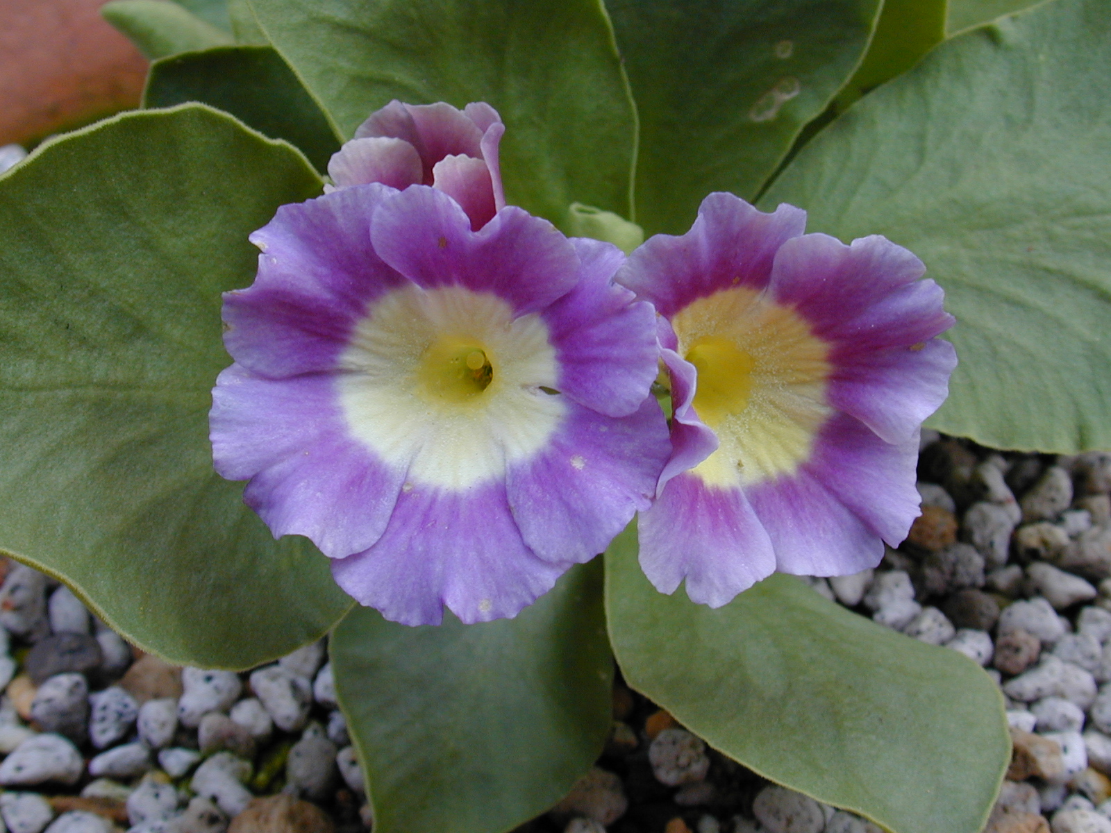primula pubescens image 12