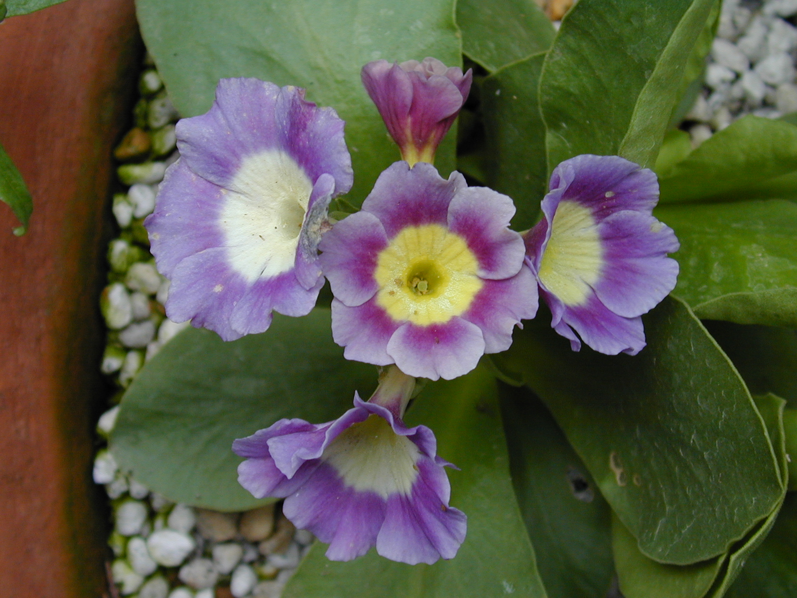 primula pubescens image 13