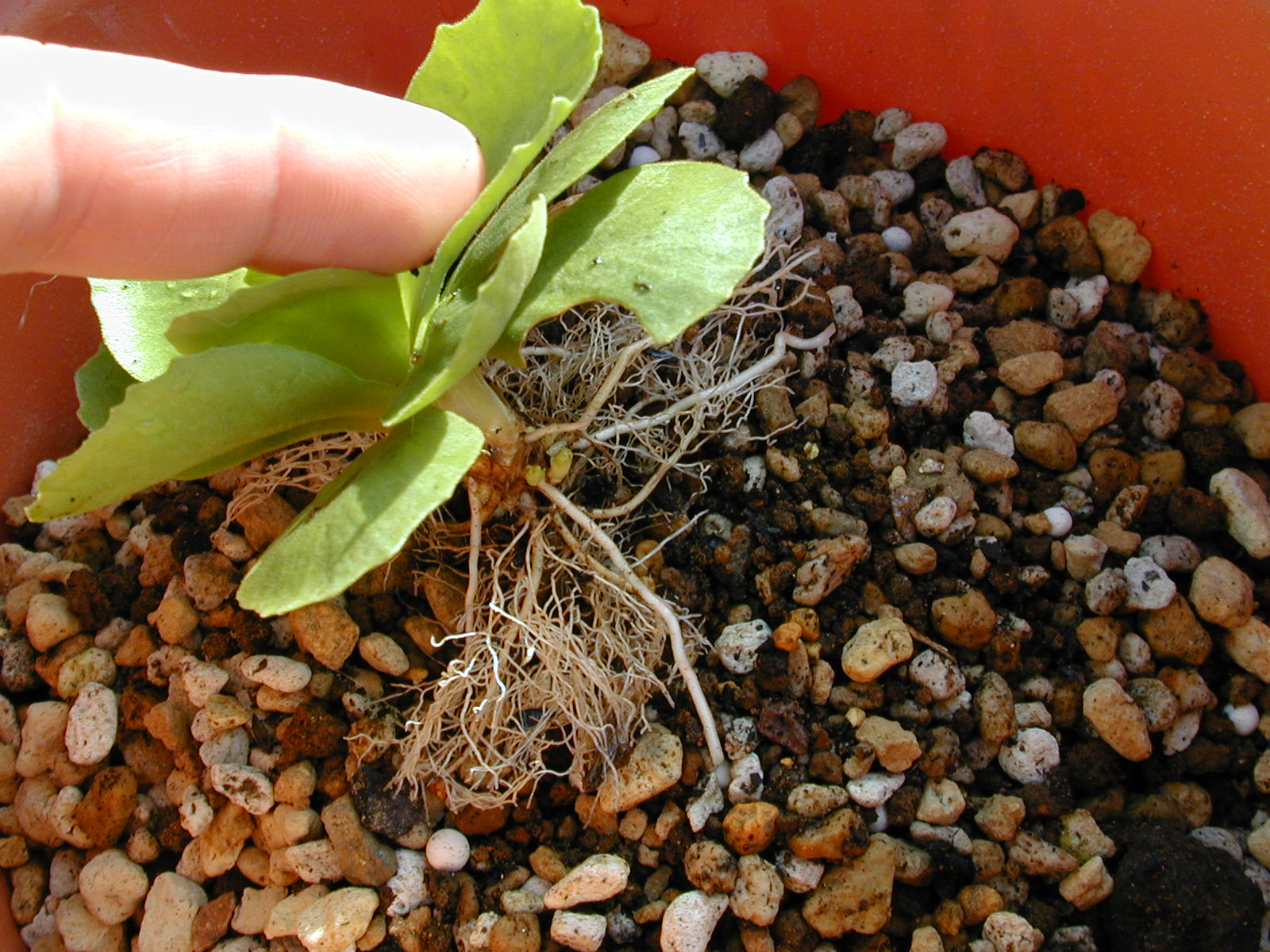 primula pubescens image 16