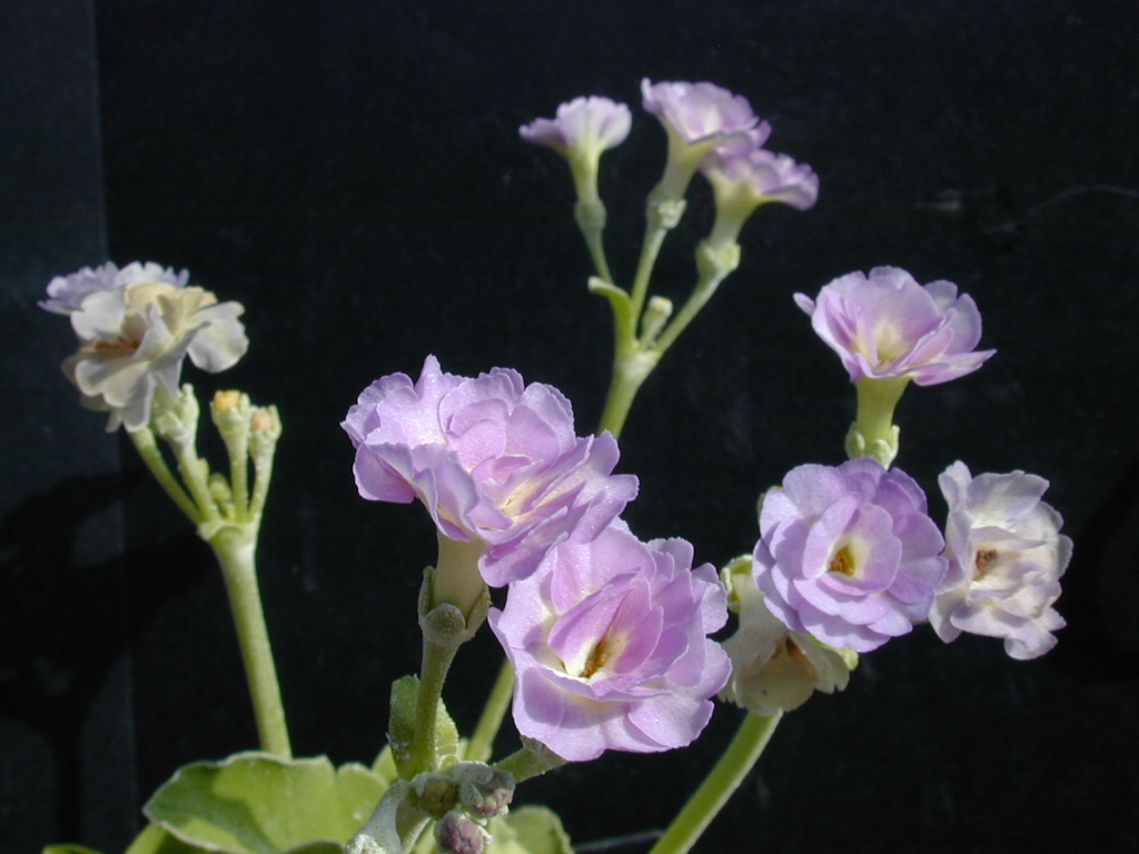 Primula x pubescens Double Auricula Image