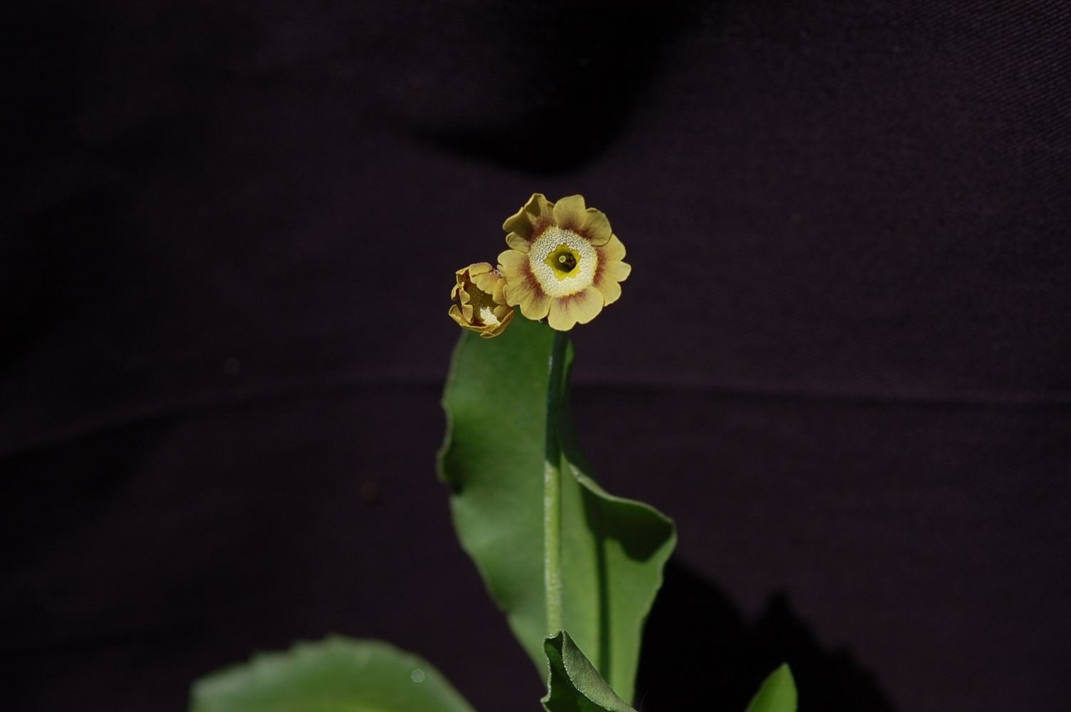 Primula x pubescens Border Auricula Image