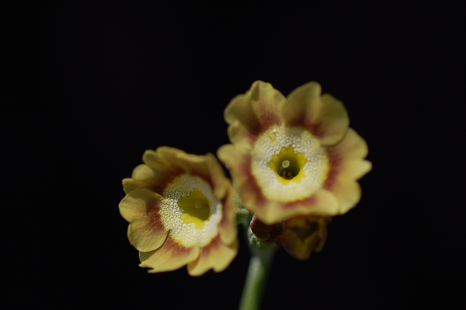 Primula x pubescens Border Auricula Image