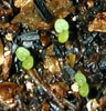 campanula_persicifolia1