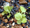 campanula_persicifolia2