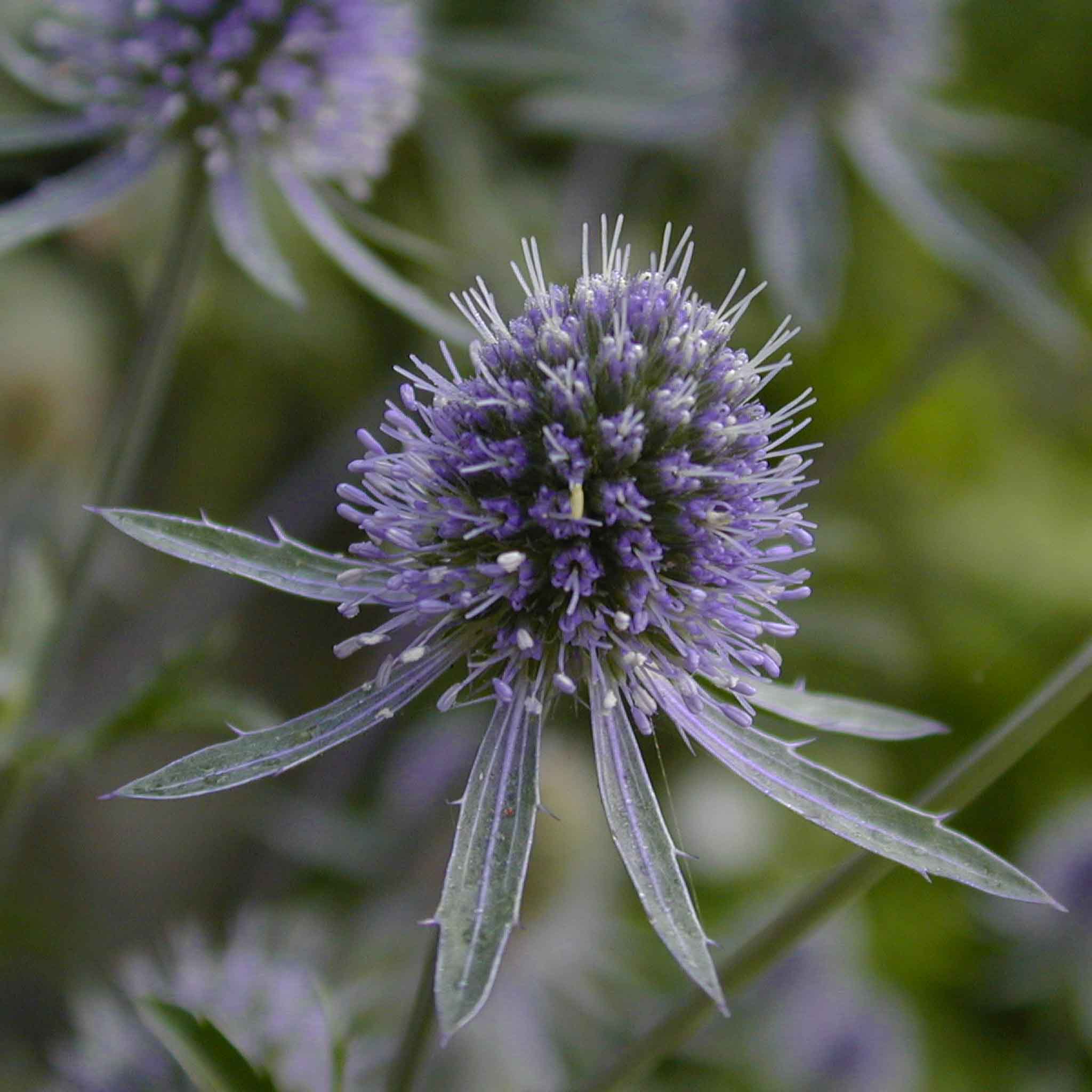 eryngium_planum10