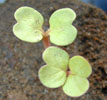 convolvulus1