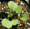 convolvulus2