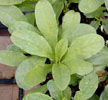 convolvulus6